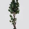 Artificial Tree 58*58*180cm Grapevine /266 lvs in PP pot GS-79425005 2025SEP YeahFlower is one of Chinese leading OEM manufacturers and exporters , supplying the silk flowers, wholesale artificial trees