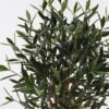 Artificial Tree 50*50*90cm Olive in PP pot/588 lvs GS-59525010 2025AUG YeahFlower is one of Chinese leading OEM manufacturers and exporters , supplying the silk flowers, wholesale artificial trees