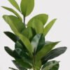 Artificial Tree 46*46*100cm Rubber tree *3 in PP Pot GS-51125001 2025JUL YeahFlower is one of Chinese leading OEM manufacturers and exporters , supplying the silk flowers, wholesale artificial trees