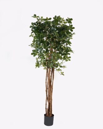 Artificial Tree 80*80*180cm Schefflera octophylla (Lour.) Harms *8 in PP pot/432 lvs GS-30625003 2025JUL YeahFlower is one of Chinese leading OEM manufacturers and exporters , supplying the silk flowers, wholesale artificial trees Artificial Tree 80*80*180cm Schefflera octophylla (Lour.) Harms *8 in PP pot/432 lvs GS-30625003 2025JUL YeahFlower is one of Chinese leading OEM manufacturers and exporters , supplying the silk flowers, wholesale artificial trees