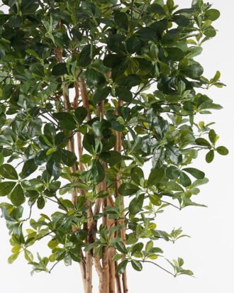 Artificial Tree 80*80*180cm Schefflera octophylla (Lour.) Harms *8 in PP pot/432 lvs GS-30625003 2025JUL YeahFlower is one of Chinese leading OEM manufacturers and exporters , supplying the silk flowers, wholesale artificial trees Artificial Tree 80*80*180cm Schefflera octophylla (Lour.) Harms *8 in PP pot/432 lvs GS-30625003 2025JUL YeahFlower is one of Chinese leading OEM manufacturers and exporters , supplying the silk flowers, wholesale artificial trees