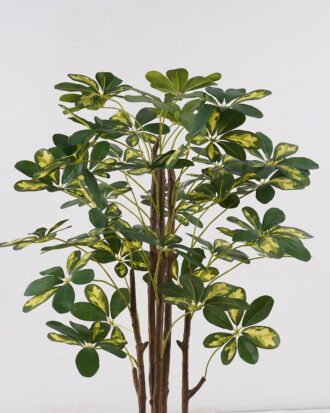 Artificial Tree 60*60*90cm Schefflera tree *5 in PP pot GS-79425006 2025SEP YeahFlower is one of Chinese leading OEM manufacturers and exporters , supplying the silk flowers, wholesale artificial trees Artificial Tree 60*60*90cm Schefflera tree *5 in PP pot GS-79425006 2025SEP YeahFlower is one of Chinese leading OEM manufacturers and exporters , supplying the silk flowers, wholesale artificial trees