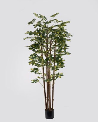 Artificial Tree 80*80*180cm Schefflera tree *5 in PP pot GS-79425008 2025SEP YeahFlower is one of Chinese leading OEM manufacturers and exporters , supplying the silk flowers, wholesale artificial trees Artificial Tree 80*80*180cm Schefflera tree *5 in PP pot GS-79425008 2025SEP YeahFlower is one of Chinese leading OEM manufacturers and exporters , supplying the silk flowers, wholesale artificial trees