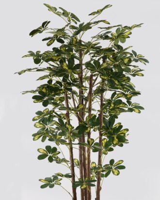 Artificial Tree 80*80*180cm Schefflera tree *5 in PP pot GS-79425008 2025SEP YeahFlower is one of Chinese leading OEM manufacturers and exporters , supplying the silk flowers, wholesale artificial trees Artificial Tree 80*80*180cm Schefflera tree *5 in PP pot GS-79425008 2025SEP YeahFlower is one of Chinese leading OEM manufacturers and exporters , supplying the silk flowers, wholesale artificial trees