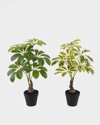Artificial Tree 35*23*52cm Schefflera tree  in PP pot GS-46725001 2025AUG YeahFlower is one of Chinese leading OEM manufacturers and exporters , supplying the silk flowers, wholesale artificial trees