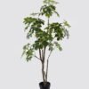 Artificial Tree 65*55*160cm Schefflera tree in PP pot GS-46725003 2025AUG YeahFlower is one of Chinese leading OEM manufacturers and exporters , supplying the silk flowers, wholesale artificial trees