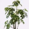 Artificial Tree 65*55*160cm Schefflera tree in PP pot GS-46725003 2025AUG YeahFlower is one of Chinese leading OEM manufacturers and exporters , supplying the silk flowers, wholesale artificial trees