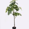 Artificial Tree 55*45*120cm Tree in PP pot GS-46725004 2025AUG YeahFlower is one of Chinese leading OEM manufacturers and exporters , supplying the silk flowers, wholesale artificial trees