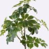 Artificial Tree 55*45*120cm Tree in PP pot GS-46725004 2025AUG YeahFlower is one of Chinese leading OEM manufacturers and exporters , supplying the silk flowers, wholesale artificial trees