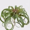 Artificial succulent 40*40*33cm AIR GRASS WITH  single stem GS-34125001 2025AUG YeahFlower is one of Chinese leading OEM manufacturers and exporters , supplying the silk flowers, wholesale artificial trees