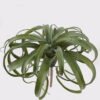 Artificial succulent 40*40*33cm AIR GRASS WITH  single stem GS-34125001 2025AUG YeahFlower is one of Chinese leading OEM manufacturers and exporters , supplying the silk flowers, wholesale artificial trees