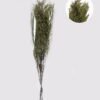 Dried Flowers 75cm  Preserved glass (50g/bouquet,H:75cm) GS-56621133-G1 2025AUG YeahFlower is one of Chinese leading OEM manufacturers and exporters , supplying the silk flowers, wholesale artificial trees