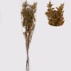 Dried Flowers 75cm  Preserved glass (50g/bouquet,H:75cm) GS-56621133-Y1 2025AUG YeahFlower is one of Chinese leading OEM manufacturers and exporters , supplying the silk flowers, wholesale artificial trees