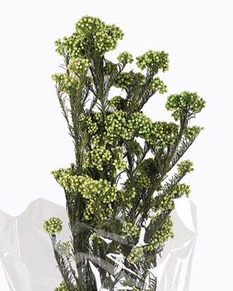 Dried Flowers 13*64CM Flower,50g/pc,H:60-70cm/pc GS-56620018P48-G1 2025AUG YeahFlower is one of Chinese leading OEM manufacturers and exporters , supplying the silk flowers, wholesale artificial trees