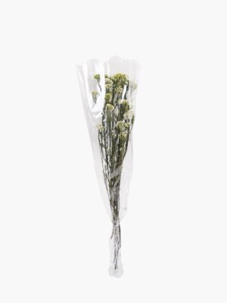 Dried Flowers 13*64CM Flower,50g/pc,H:60-70cm/pc GS-56620018P48-R1 2025AUG 3,000+ sqm showroom with thousands of artificial flowers, plants & trees ready for global sourcing.