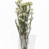 Dried Flowers 13*64CM Flower,50g/pc,H:60-70cm/pc GS-56620018P48-W1 2025AUG YeahFlower is one of Chinese leading OEM manufacturers and exporters , supplying the silk flowers, wholesale artificial trees