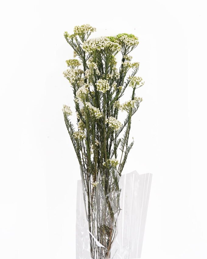 Dried Flowers 13*64CM Flower,50g/pc,H:60-70cm/pc GS-56620018P48-W1 2025AUG YeahFlower is one of Chinese leading OEM manufacturers and exporters , supplying the silk flowers, wholesale artificial trees