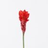 Artificial Flower 7*7*75cm Alpinia purpurata single stem GS-50525011-R2 2025Oct YeahFlower is one of Chinese leading OEM manufacturers and exporters , supplying the silk flowers, wholesale artificial trees