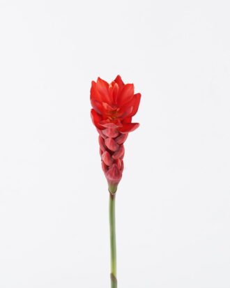Artificial Flower 7*7*75cm Alpinia purpurata single stem GS-50525011-R2 2025Oct YeahFlower is one of Chinese leading OEM manufacturers and exporters , supplying the silk flowers, wholesale artificial trees Artificial Flower 7*7*75cm Alpinia purpurata single stem GS-50525011-R2 2025Oct YeahFlower is one of Chinese leading OEM manufacturers and exporters , supplying the silk flowers, wholesale artificial trees