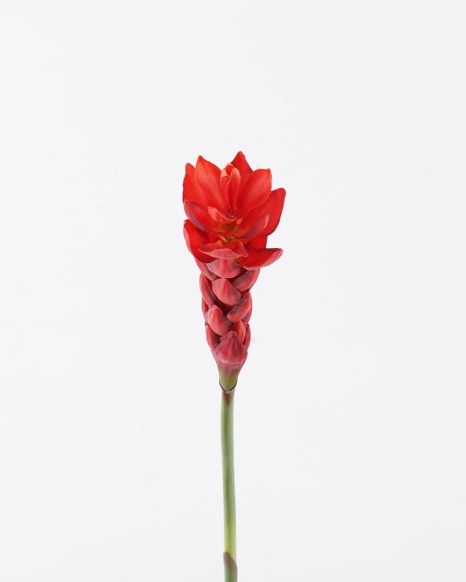 Artificial Flower 7*7*75cm Alpinia purpurata single stem GS-50525011-R2 2025Oct YeahFlower is one of Chinese leading OEM manufacturers and exporters , supplying the silk flowers, wholesale artificial trees