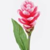 Artificial Flower 11*11*80cm Alpinia purpurata single stem GS-50525059-P1 2025Oct YeahFlower is one of Chinese leading OEM manufacturers and exporters , supplying the silk flowers, wholesale artificial trees
