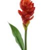 Artificial Flower Alpinia purpurata single stem GS-50525059_3 Artificial Flower 11*11*80cm Alpinia purpurata single stem GS-50525059 2025Oct YeahFlower is one of Chinese leading OEM manufacturers and exporters , supplying the silk flowers, wholesale artificial trees
