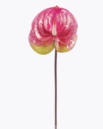 Artificial Flower 13*13*58cm Anthurium single stem GS-64922016R-RST-P1 2025Oct YeahFlower is one of Chinese leading OEM manufacturers and exporters , supplying the silk flowers, wholesale artificial trees Artificial Flower 13*13*58cm Anthurium single stem GS-64922016R-RST-P1 2025Oct YeahFlower is one of Chinese leading OEM manufacturers and exporters , supplying the silk flowers, wholesale artificial trees