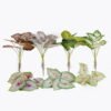Artificial Flower Caladium 7 bush GS-70325006CT Artificial Flower 30*30*64cm Caladium *7 bush GS-70325006CT 2025Oct YeahFlower is one of Chinese leading OEM manufacturers and exporters , supplying the silk flowers, wholesale artificial trees