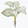 Artificial Flower Caladium 7 bush GS-70325006CT_6 Artificial Flower 30*30*64cm Caladium *7 bush GS-70325006CT 2025Oct YeahFlower is one of Chinese leading OEM manufacturers and exporters , supplying the silk flowers, wholesale artificial trees