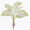 Artificial Flower Caladium 7 bush GS-70325006CT_7 Artificial Flower 30*30*64cm Caladium *7 bush GS-70325006CT 2025Oct YeahFlower is one of Chinese leading OEM manufacturers and exporters , supplying the silk flowers, wholesale artificial trees