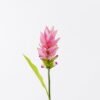 Artificial Flower Curcuma alismatifolia single stem 1 lvs GS-50525003-P2_4 Artificial Flower 8*8*80cm Curcuma alismatifolia single stem/1 lvs GS-50525003-P2 2025Oct YeahFlower is one of Chinese leading OEM manufacturers and exporters , supplying the silk flowers, wholesale artificial trees
