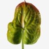 Artificial Flower 15*69cm Flamingo flower single stem GS-50525050-G1 2025Oct YeahFlower is one of Chinese leading OEM manufacturers and exporters , supplying the silk flowers, wholesale artificial trees