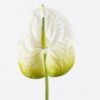 Artificial Flower 15*69cm Flamingo flower single stem GS-50525050-W1 2025Oct YeahFlower is one of Chinese leading OEM manufacturers and exporters , supplying the silk flowers, wholesale artificial trees