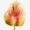 Artificial Flower Flamingo flower single stem GS-50525050_3 Artificial Flower 15*69cm Flamingo flower single stem GS-50525050 2025Oct YeahFlower is one of Chinese leading OEM manufacturers and exporters , supplying the silk flowers, wholesale artificial trees