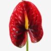 Artificial Flower Flamingo flower single stem GS-50525051_3 Artificial Flower 12*68cm Flamingo flower single stem GS-50525051 2025Oct YeahFlower is one of Chinese leading OEM manufacturers and exporters , supplying the silk flowers, wholesale artificial trees