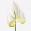Artificial Flower 12*60cm Flamingo flower single stem GS-50525052 2025Oct YeahFlower is one of Chinese leading OEM manufacturers and exporters , supplying the silk flowers, wholesale artificial trees