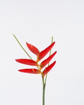 Artificial Flower 19*72cm Heliconia latispatha Benth single stem GS-50525010-R2 2025Oct YeahFlower is one of Chinese leading OEM manufacturers and exporters , supplying the silk flowers, wholesale artificial trees