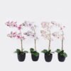 Artificial Flower 36*17*65cm Orchid in PP pot GS-03325041R 2025SEP YeahFlower is one of Chinese leading OEM manufacturers and exporters , supplying the silk flowers, wholesale artificial trees