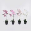 Artificial Flower 30*27*58cm Orchid in PP pot GS-03325048 2025SEP YeahFlower is one of Chinese leading OEM manufacturers and exporters , supplying the silk flowers, wholesale artificial trees