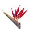 Artificial Flower 7*81cm Strelitzia reginae  single stem GS-50525058-R1 2025Oct YeahFlower is one of Chinese leading OEM manufacturers and exporters , supplying the silk flowers, wholesale artificial trees