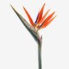 Artificial Flower Strelitzia single stem GS-50525040-O1_4 Artificial Flower 18*110cm Strelitzia single stem GS-50525040-O1 2025Oct YeahFlower is one of Chinese leading OEM manufacturers and exporters , supplying the silk flowers, wholesale artificial trees