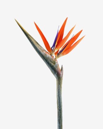 Artificial Flower 18*110cm Strelitzia single stem GS-50525040-O1 2025Oct YeahFlower is one of Chinese leading OEM manufacturers and exporters , supplying the silk flowers, wholesale artificial trees Artificial Flower 18*110cm Strelitzia single stem GS-50525040-O1 2025Oct YeahFlower is one of Chinese leading OEM manufacturers and exporters , supplying the silk flowers, wholesale artificial trees