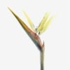 Artificial Flower Strelitzia single stem GS-50525040_3 Artificial Flower 18*110cm Strelitzia single stem GS-50525040 2025Oct YeahFlower is one of Chinese leading OEM manufacturers and exporters , supplying the silk flowers, wholesale artificial trees