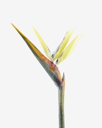 Artificial Flower 18*110cm Strelitzia single stem GS-50525040 2025Oct YeahFlower is one of Chinese leading OEM manufacturers and exporters , supplying the silk flowers, wholesale artificial trees Artificial Flower 18*110cm Strelitzia single stem GS-50525040 2025Oct YeahFlower is one of Chinese leading OEM manufacturers and exporters , supplying the silk flowers, wholesale artificial trees