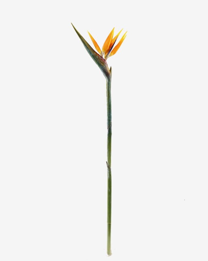 Artificial Flower Strelitzia single stem GS-50525040_5 Artificial Flower 18*110cm Strelitzia single stem GS-50525040 2025Oct YeahFlower is one of Chinese leading OEM manufacturers and exporters , supplying the silk flowers, wholesale artificial trees