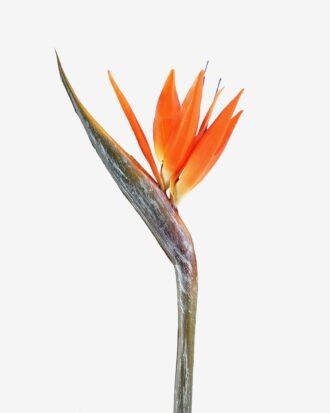 Artificial Flower 13*94cm Strelitzia single stem GS-50525041 2025Oct YeahFlower is one of Chinese leading OEM manufacturers and exporters , supplying the silk flowers, wholesale artificial trees Artificial Flower 13*94cm Strelitzia single stem GS-50525041 2025Oct YeahFlower is one of Chinese leading OEM manufacturers and exporters , supplying the silk flowers, wholesale artificial trees