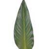 Artificial Plant 12*83 Strelitzia leaf single stem GS-50525020-G1 2025Oct YeahFlower is one of Chinese leading OEM manufacturers and exporters , supplying the silk flowers, wholesale artificial trees