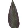 Artificial Plant 12*83 Strelitzia leaf single stem GS-50525020 2025Oct YeahFlower is one of Chinese leading OEM manufacturers and exporters , supplying the silk flowers, wholesale artificial trees