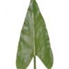 Artificial Plant Alocasia odora single stem GS-50525036_3 Artificial Plant 17*71cm Alocasia odora single stem GS-50525036 2025Oct YeahFlower is one of Chinese leading OEM manufacturers and exporters , supplying the silk flowers, wholesale artificial trees