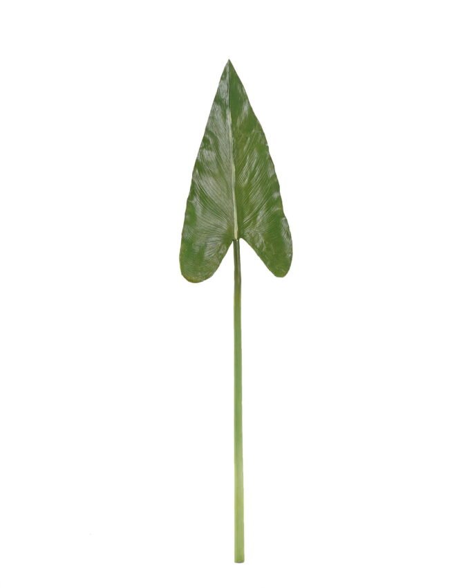 Artificial Plant Alocasia odora single stem GS-50525036_4 Artificial Plant 17*71cm Alocasia odora single stem GS-50525036 2025Oct YeahFlower is one of Chinese leading OEM manufacturers and exporters , supplying the silk flowers, wholesale artificial trees